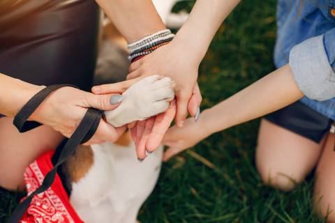 Save an Animal in Need